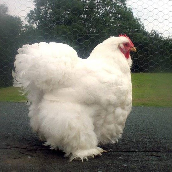 Куры кохинхины