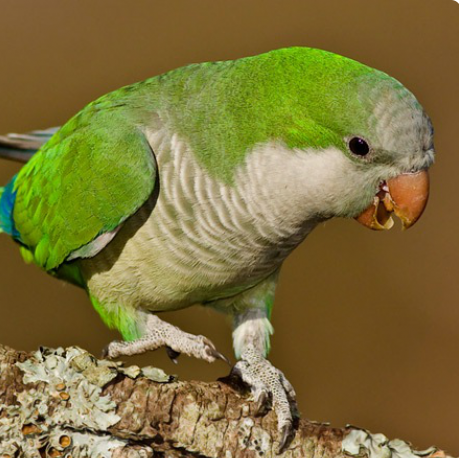 Попугаи калита