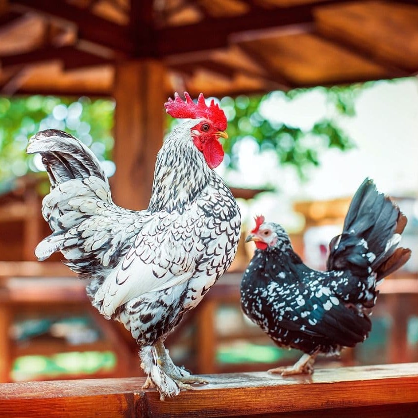 Курочки кохинхин карликовые