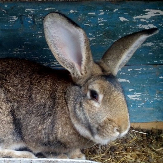 Домашние кролики