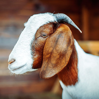 Бурские козы