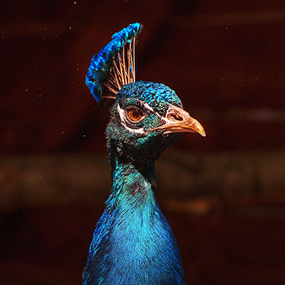 Индийские павлины