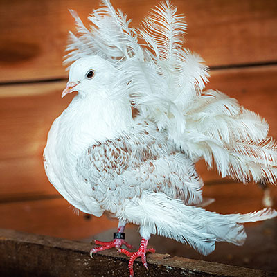 Голуби павлины