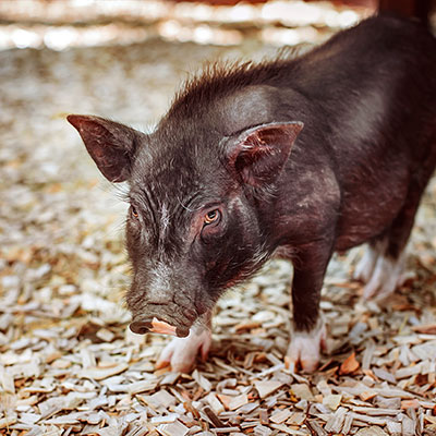 Свиньи вьетнамские
