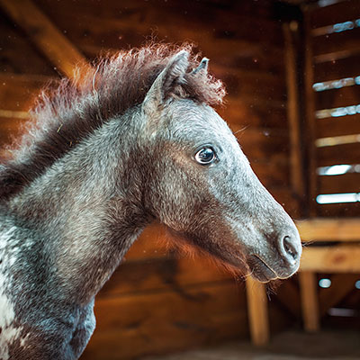 Шетландские пони