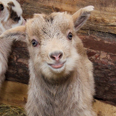 Камерунская коза