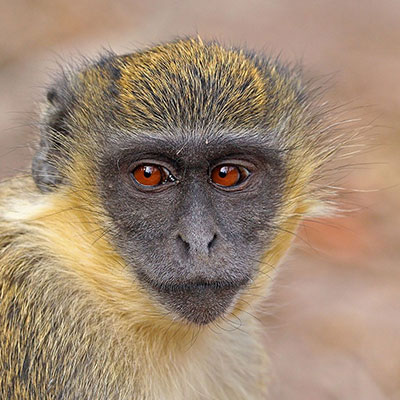 Зелёные мартышки