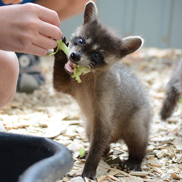 Еноты полоскуны.