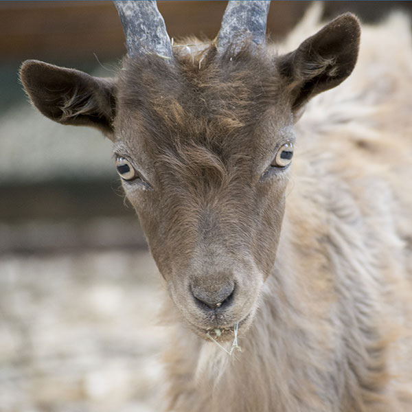 Овцы святого Якова