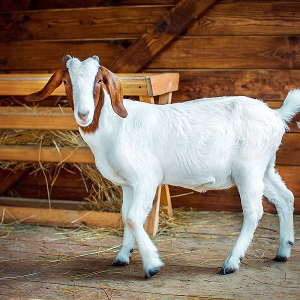 Наші вихованці