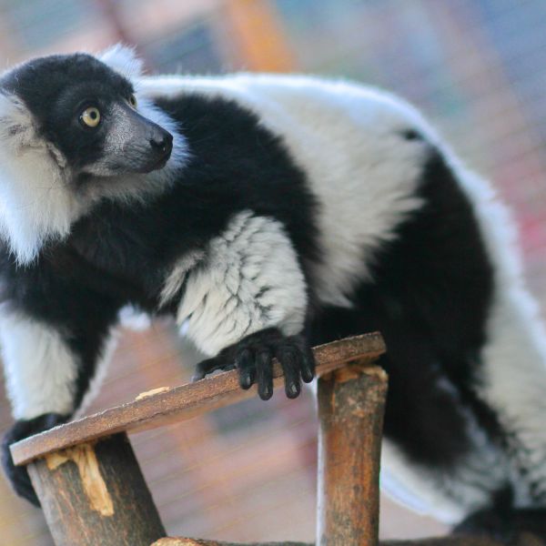 Фотозвіт 05.10.2016 Animal Park контактный зопарк