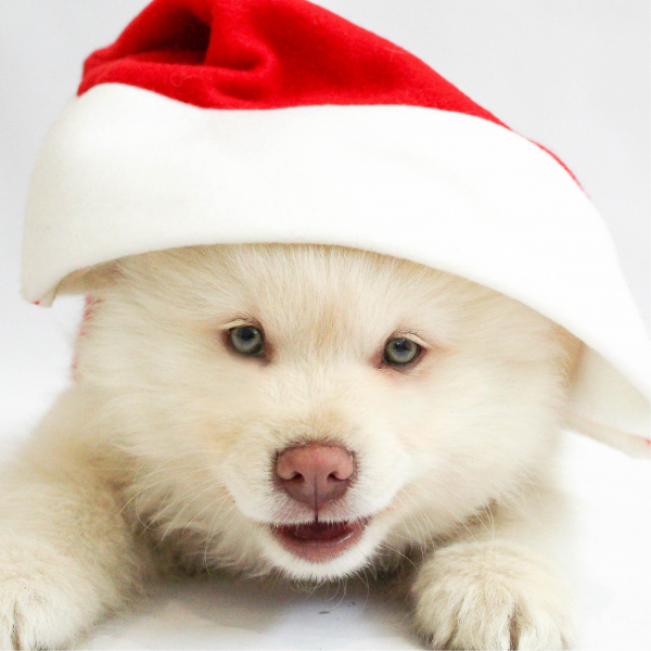 Як безпечно зустріти Новий рік разом із чотирилапим друзякою