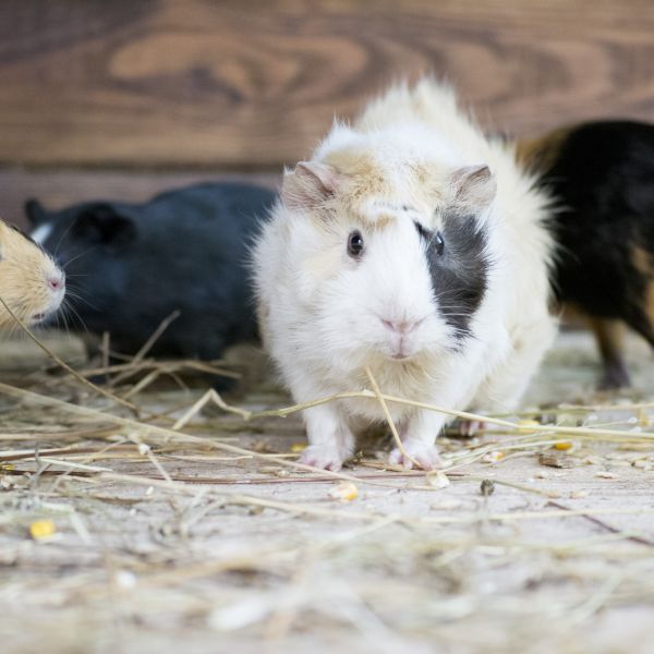 Відкриття. Частина перша