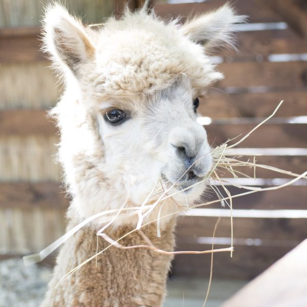 Відкриття. Частина друга